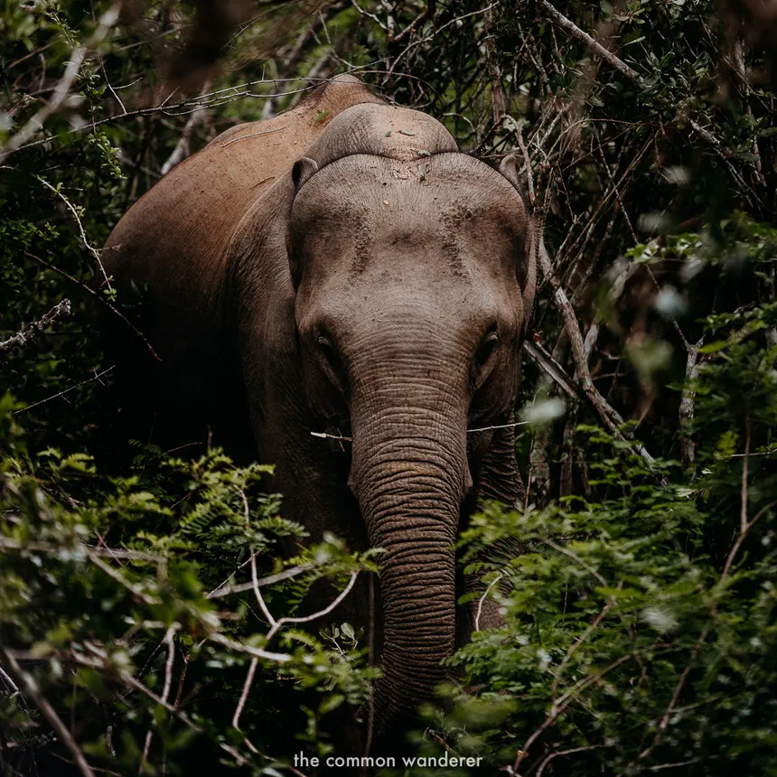 Wild Elephant