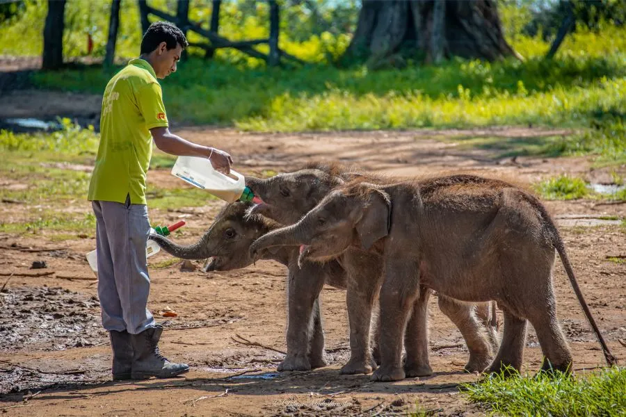 Elephant Transit Home